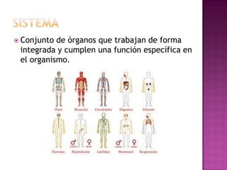  Conjunto de órganos que trabajan de forma
 integrada y cumplen una función específica en
 el organismo.
 