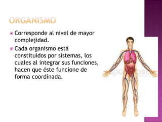  Corresponde   al nivel de mayor
  complejidad.
 Cada organismo está
  constituidos por sistemas, los
  cuales al integrar sus funciones,
  hacen que éste funcione de
  forma coordinada.
 