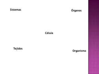 Sistemas             Órganos




            Célula




  Tejidos
                     Organismo
 