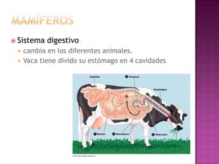 Sistema   digestivo
    cambia en los diferentes animales.
    Vaca tiene divido su estómago en 4 cavidades
 