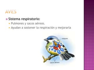 Sistema   respiratorio:
    Pulmones y sacos aéreos.
    Ayudan a sostener la respiración y mejorarla
 