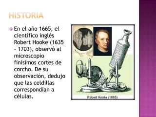  En el año 1665, el
 científico inglés
 Robert Hooke (1635
 - 1703), observó al
 microscopio
 finísimos cortes de
 corcho. De su
 observación, dedujo
 que las celdillas
 correspondían a
 células.
 