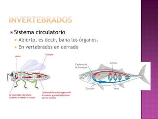  Sistema   circulatorio
    Abierto, es decir, baña los órganos.
    En vertebrados en cerrado
 
