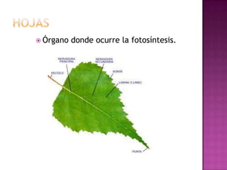  Órgano   donde ocurre la fotosíntesis.
 