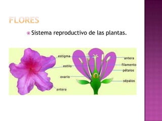  Sistema   reproductivo de las plantas.
 