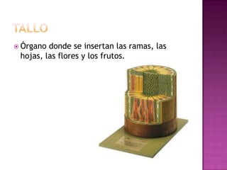  Órgano donde se insertan las ramas, las
 hojas, las flores y los frutos.
 