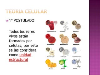  1º   POSTULADO

 Todos los seres
 vivos están
 formados por
 células, por esto
 se las considera
 como unidad
 estructural
 