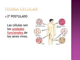  2º   POSTULADO

 Las células son
 las unidades
 funcionales de
 los seres vivos.
 