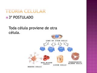  3º   POSTULADO

 Toda célula proviene de otra
 célula.
 