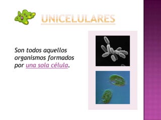 Son todos aquellos
organismos formados
por una sola célula.
 