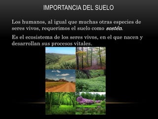 IMPORTANCIA DEL SUELO
Los humanos, al igual que muchas otras especies de
seres vivos, requerimos el suelo como sostén.
Es el ecosistema de los seres vivos, en el que nacen y
desarrollan sus procesos vitales.