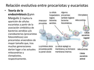 Relación evolutiva entre procariotas y eucariotas
• Teoría de la
endosimbiosis (Lynn
Margulis ): Explica la
aparición de células
eucariotas a partir de la
asociación simbiótica de
bacterias aerobias y/o
cianobacterias (procariotas
fotosintéticos) con
procariotas anaerobios de
mayor tamaño que, tras
muchas generaciones
darían lugar a las actuales
mitocondrias y
cloroplastos,
respectivamente.
 