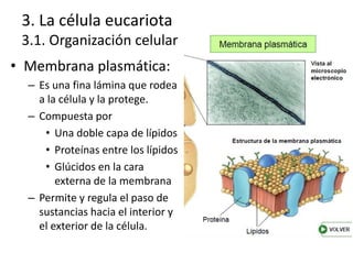3. La célula eucariota
3.1. Organización celular
• Membrana plasmática:
– Es una fina lámina que rodea
a la célula y la protege.
– Compuesta por
• Una doble capa de lípidos
• Proteínas entre los lípidos
• Glúcidos en la cara
externa de la membrana
– Permite y regula el paso de
sustancias hacia el interior y
el exterior de la célula.
 
