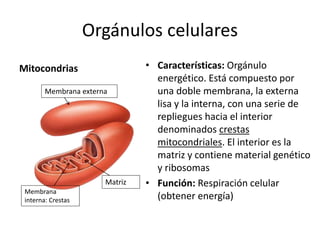 Orgánulos celulares
Mitocondrias • Características: Orgánulo
energético. Está compuesto por
una doble membrana, la externa
lisa y la interna, con una serie de
repliegues hacia el interior
denominados crestas
mitocondriales. El interior es la
matriz y contiene material genético
y ribosomas
• Función: Respiración celular
(obtener energía)
Membrana externa
Membrana
interna: Crestas
Matriz
 