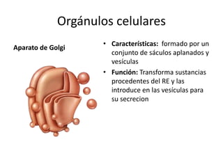Orgánulos celulares
Aparato de Golgi
• Características: formado por un
conjunto de sáculos aplanados y
vesículas
• Función: Transforma sustancias
procedentes del RE y las
introduce en las vesículas para
su secrecion
 