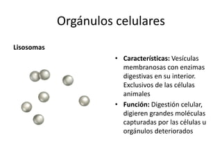 Orgánulos celulares
Lisosomas
• Características: Vesículas
membranosas con enzimas
digestivas en su interior.
Exclusivos de las células
animales
• Función: Digestión celular,
digieren grandes moléculas
capturadas por las células u
orgánulos deteriorados
 
