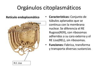 Retículo endoplasmático • Características: Conjunto de
túbulos aplanados que se
continua con la membrana
nuclear. Se diferencia el RE
Rugoso(RER), con ribosomas
adheridos a su cara externa y el
RE Liso(REL), sin ribosomas.
• Funciones: Fabrica, transforma
y transporta diversas sustancias
R.E. Rugoso
R.E. Liso
Orgánulos citoplasmáticos
 