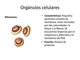 Orgánulos celulares
Ribosomas
• Características: Pequeñas
partículas carentes de
membrana. Están formados
por dos subunidades: la
Mayor y la Menor. SE
encuentran dispersos por el
citoplasma y adheridos a la
membrana del RER
• Función: Síntesis de
proteínas
 