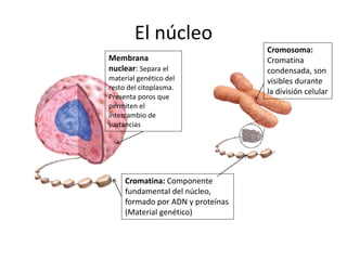 El núcleo
Membrana
nuclear: Separa el
material genético del
resto del citoplasma.
Presenta poros que
permiten el
intercambio de
sustancias
Cromosoma:
Cromatina
condensada, son
visibles durante
la división celular
Cromatina: Componente
fundamental del núcleo,
formado por ADN y proteínas
(Material genético)
 