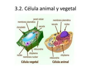 3.2. Célula animal y vegetal
 
