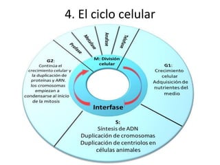 4. El ciclo celular
 