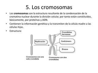 5. Los cromosomas
• Los cromosomas son la estructura resultante de la condensación de la
cromatina nuclear durante la división celular, por tanto están constituidos,
básicamente, por proteínas y ADN.
• Contienen la información genética y la transmiten de la célula madre a las
células hijas.
• Estructura:
 