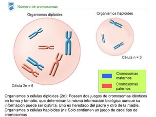 Organismos o células diploides (2n): Poseen dos juegos de cromosomas idénticos
en forma y tamaño, que determinan la misma información biológica aunque su
información puede ser distinta. Uno es heredado del padre y otro de la madre.
Organismos o células haploides (n): Solo contienen un juego de cada tipo de
cromosomas
 