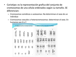 • Cariotipo: es la representación grafica del conjunto de
cromosomas de una célula ordenados según su tamaño. SE
diferencian:
– Cromosomas somáticos o autosomas: No determinan el sexo de un
individuo
– Cromosomas sexuales o heterocromosomas: determinan el sexo. En
humanos son X e Y
 
