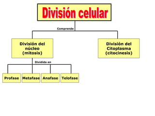 División del
núcleo
(mitosis)
División del
Citoplasma
(citocinesis)
Profase Metafase Anafase Telofase
Comprende
Dividida en
 