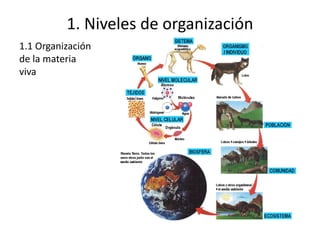 1. Niveles de organización
1.1 Organización
de la materia
viva
 