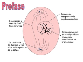 Comienza a
desaparecer la
membrana nuclear
Condensación del
material genético.
Empiezan a
visualizarse los
cromosomasLos centriolos
se duplican y van
a los polos opuestos
de la célula
Se empieza a
constituir el
huso mitótico
 