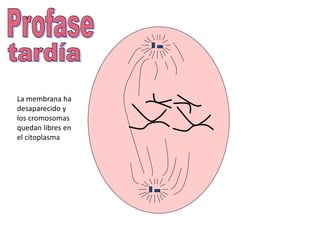 La membrana ha
desaparecido y
los cromosomas
quedan libres en
el citoplasma
 
