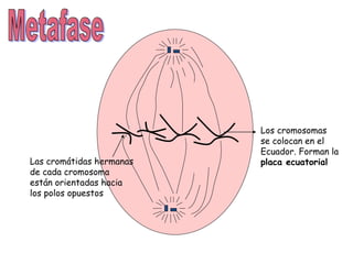 Los cromosomas
se colocan en el
Ecuador. Forman la
placa ecuatorialLas cromátidas hermanas
de cada cromosoma
están orientadas hacia
los polos opuestos
 