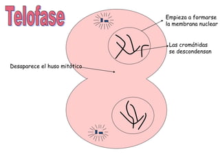 Empieza a formarse
la membrana nuclear
Las cromátidas
se descondensan
Desaparece el huso mitótico
 