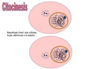 0
0
Resultado final: dos células
hijas idénticas a la madre
 
