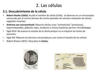 2.1. Descubrimiento de la célula
• Robert Hooke (1665): Acuñó el nombre de célula (Cella), al observar en un microscopio
construido por el mismo láminas de corcho (paredes de celulosa residuales de células
vegetales muertas)
• Anthony van Leeuwenhoek: Observó células vivas “animalculos” (protozoos),
espermatozoides, glóbulos rojos, levaduras e incluso bacterias (primer microbiólogo).
• Siglo XVIII: No avanza el estudio de la célula porque no se mejoran las lentes de
aumento.
• Siglo XIX: Mejoran las técnicas microscópicas y por tanto el estudio de las células.
• Robert Brown (1831): Descubre el núcleo.
2. Las células
 