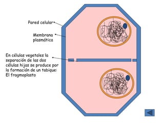 0
0
En células vegetales la
separación de las dos
células hijas se produce por
la formación de un tabique:
El fragmoplasto
Pared celular
Membrana
plasmática
 