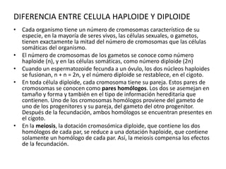 DIFERENCIA ENTRE CELULA HAPLOIDE Y DIPLOIDE
• Cada organismo tiene un número de cromosomas característico de su
especie, en la mayoría de seres vivos, las células sexuales, o gametos,
tienen exactamente la mitad del número de cromosomas que las células
somáticas del organismo.
• El número de cromosomas de los gametos se conoce como número
haploide (n), y en las células somáticas, como número diploide (2n)
• Cuando un espermatozoide fecunda a un óvulo, los dos núcleos haploides
se fusionan, n + n = 2n, y el número diploide se restablece, en el cigoto.
• En toda célula diploide, cada cromosoma tiene su pareja. Estos pares de
cromosomas se conocen como pares homólogos. Los dos se asemejan en
tamaño y forma y también en el tipo de información hereditaria que
contienen. Uno de los cromosomas homólogos proviene del gameto de
uno de los progenitores y su pareja, del gameto del otro progenitor.
Después de la fecundación, ambos homólogos se encuentran presentes en
el cigoto.
• En la meiosis, la dotación cromosómica diploide, que contiene los dos
homólogos de cada par, se reduce a una dotación haploide, que contiene
solamente un homólogo de cada par. Así, la meiosis compensa los efectos
de la fecundación.
 