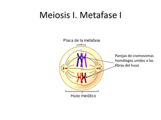 Meiosis I. Metafase I
Parejas de cromosomas
homólogos unidos a las
fibras del huso
 
