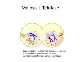 Meiosis I. Telofase I
Dos núcleos hijos con la mitad de cromosomas que
la célula madre. Son haploides (n). Cada
cromosoma está formado por dos cromátidas
 