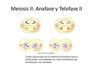 Meiosis II: Anafase y Telofase II
Cuatro células hijas con la mitad de cromosomas que la
célula madre. Son haploides (n). Cada cromosoma está
formado por una cromátida
 