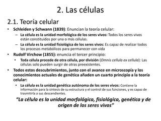 2. Las células
2.1. Teoría celular
• Schleiden y Schwann (1839): Enuncian la teoría celular:
– La célula es la unidad morfológica de los seres vivos: Todos los seres vivos
están constituidos por una o más células.
– La célula es la unidad fisiológica de los seres vivos: Es capaz de realizar todos
los procesos metabólicos para permanecer con vida
• Rudolf Virchow (1855): enuncia el tercer principio:
• Toda célula procede de otra célula, por división (Omnis cellula ex cellula): Las
células solo pueden surgir de otras preexistentes.
• Todos estos descubrimientos, junto con el avance en microscopía y los
conocimientos actuales de genética añaden un cuarto principio a la teoría
celular:
• La célula es la unidad genética autónoma de los seres vivos: Contiene la
información para la síntesis de su estructura y el control de sus funciones, y es capaz de
trasmitirla a sus descendientes.
“La célula es la unidad morfológica, fisiológica, genética y de
origen de los seres vivos”
 