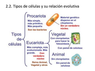 2.2. Tipos de células y su relación evolutiva
 