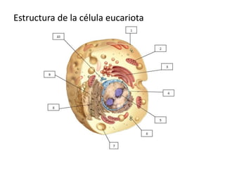Estructura de la célula eucariota
 