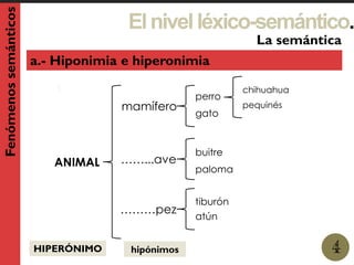 Elnivelléxico-semántico.
1
La semántica
4
Fenómenossemánticos
a.- Hiponimia e hiperonimia
ANIMAL
mamífero
HIPERÓNIMO
perro
gato
……...ave
buitre
paloma
………pez
tiburón
atún
chihuahua
pequinés
hipónimos
 