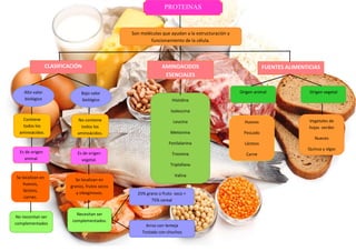 PROTEINAS
Son moléculas que ayudan a la estructuración y
funcionamiento de la célula.
CLASIFICACIÓN AMINOACIDOS
ESENCIALES
FUENTES ALIMENTICIAS
Alto valor
biológico
Bajo valor
biológico
Contiene
todos los
aminoácidos.
Es de origen
animal.
Se localizan en
huevos,
lácteos,
carnes.
No contiene
todos los
aminoácidos.
Es de origen
vegetal.
Se localizan en
granos, frutos secos
y oleaginosos.
Necesitan ser
complementados.
No necesitan ser
complementados
25% grano o fruto seco +
75% cereal
Arroz con lenteja
Tostado con chochos
Histidina
Isoleucina
Leucina
Metionina
Fenilalanina
Treonina
Triptófano
Valina
Origen animal Origen vegetal
Huevos
Pescado
Lácteos
Carne
Vegetales de
hojas verdes
Nueces
Quinua y algas
 