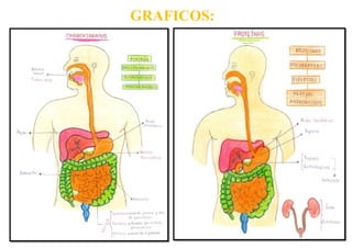GRAFICOS:
 