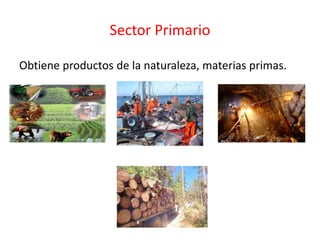 Sector Primario
Obtiene productos de la naturaleza, materias primas.
 