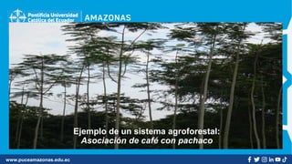 www.puceamazonas.edu.ec
Ejemplo de un sistema agroforestal:
Asociación de café con pachaco
 