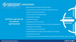 www.puceamazonas.edu.ec
Beneficios agrícolas de
los sistemas
agroforestales
Aprovechamiento óptimo del espacio físico.
• Aumento de los niveles de materia orgánica del suelo.
• Captura de dióxido de carbono.
• Conservación de la biodiversidad.
• Conservación del agua.
• Control de malezas.
• Mejoramiento del microclima.
• Protección de los suelos contra la erosión y la degradación.
• Reciclaje de nutrimentos.
• Diversificación de la producción.
• Sostenibilidad de los componentes agrícolas y forestales.
• Producción de madera.
• Promoción de una mayor estabilidad socioeconómica.(Casanova-Lugo et al., 2016)
 